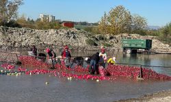 Osmaniye Kadirli’de Turp Hasadı Sonrası Yıkama ve Paketleme Süreci Kadın Emeğiyle Sürüyor