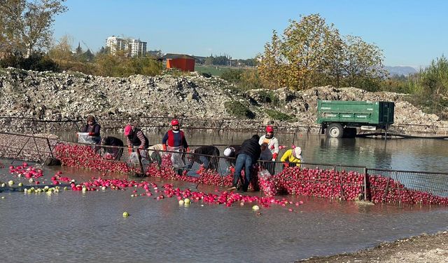 Osmaniye Kadirli’de Turp Hasadı Sonrası Yıkama ve Paketleme Süreci Kadın Emeğiyle Sürüyor