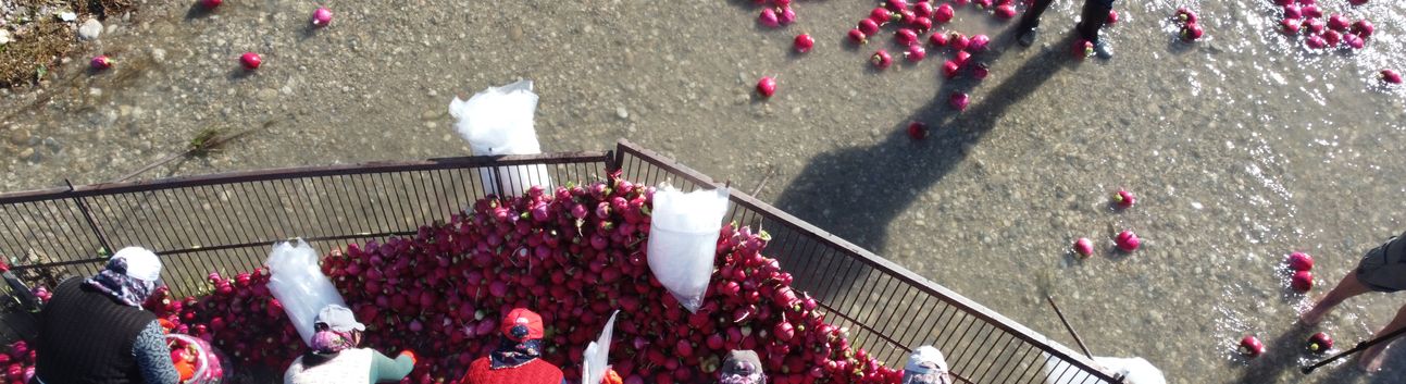 Osmaniye Kadirli’de Turp Hasadı Sonrası Yıkama ve Paketleme Süreci Kadın Emeğiyle Sürüyor